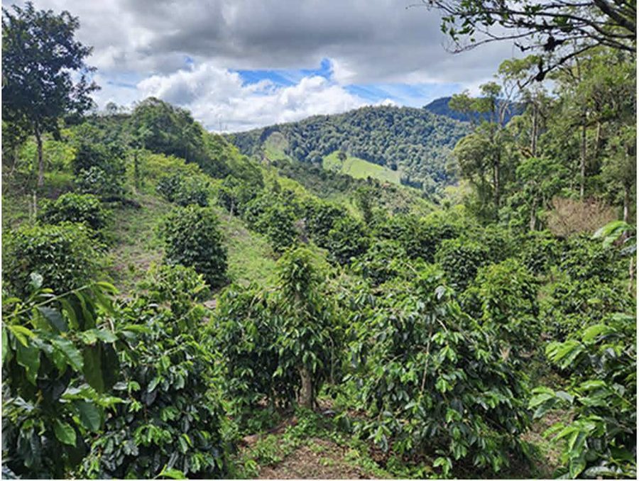 Kebun kopi Dataran Tinggi Gayo