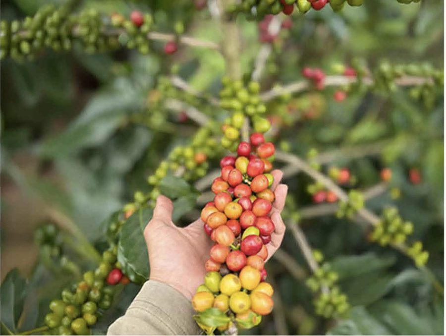 Pemetikan red cherry
