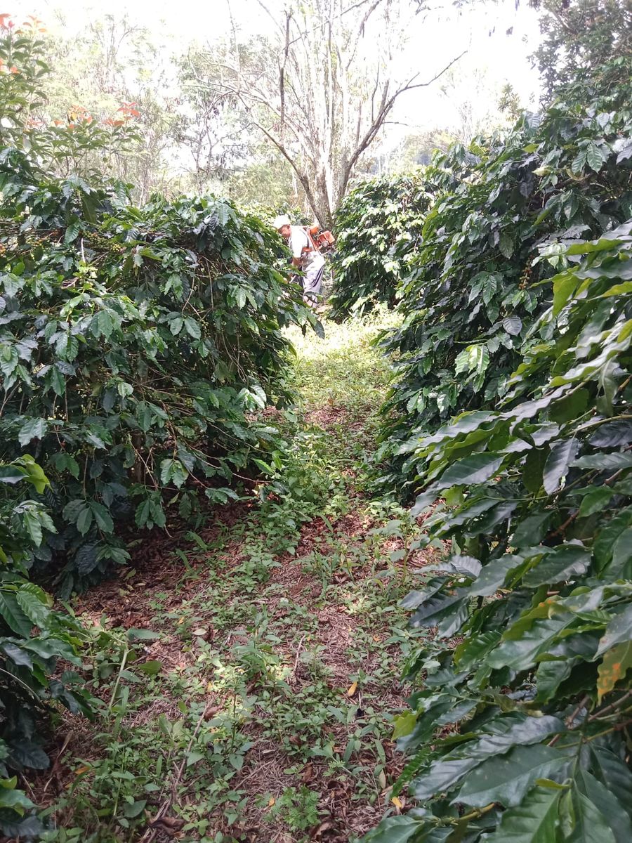 Perawatan Kebun