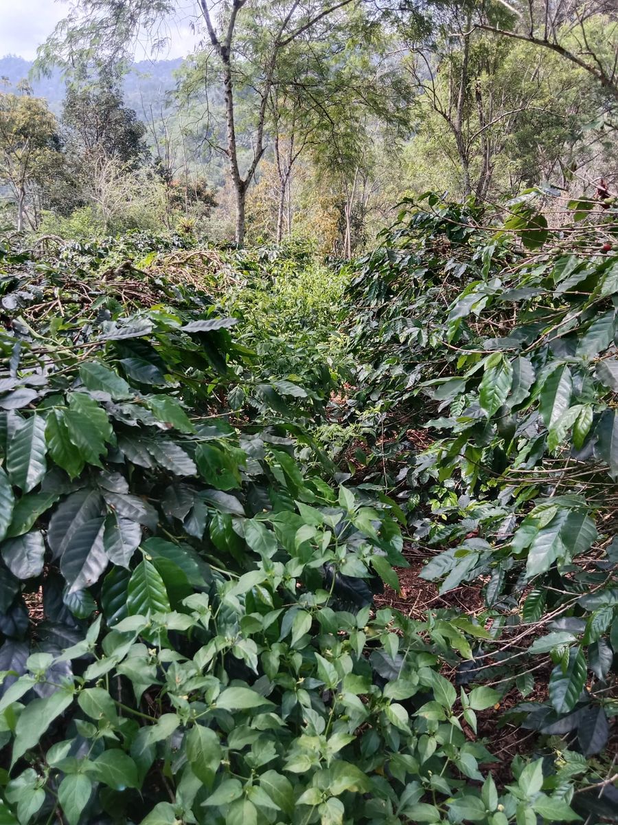 Hamparan Kebun