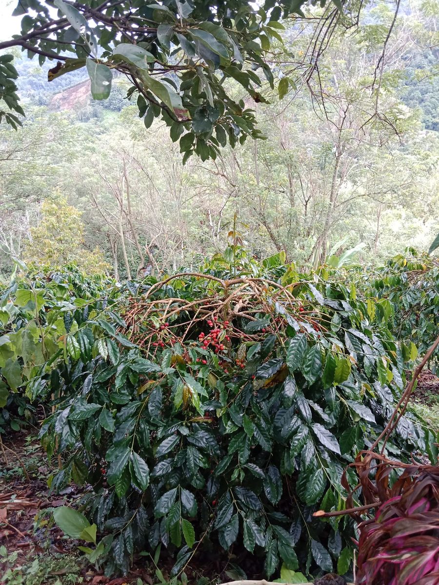 Pohon Berbuah