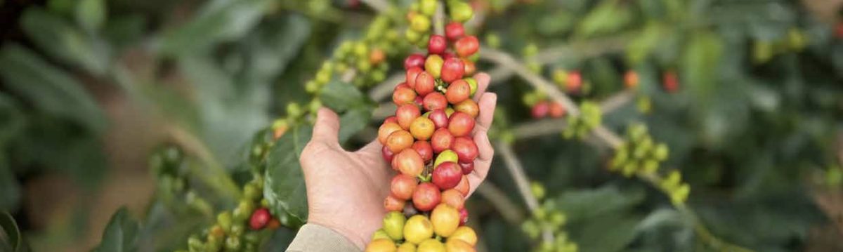 Kopi Raw Material